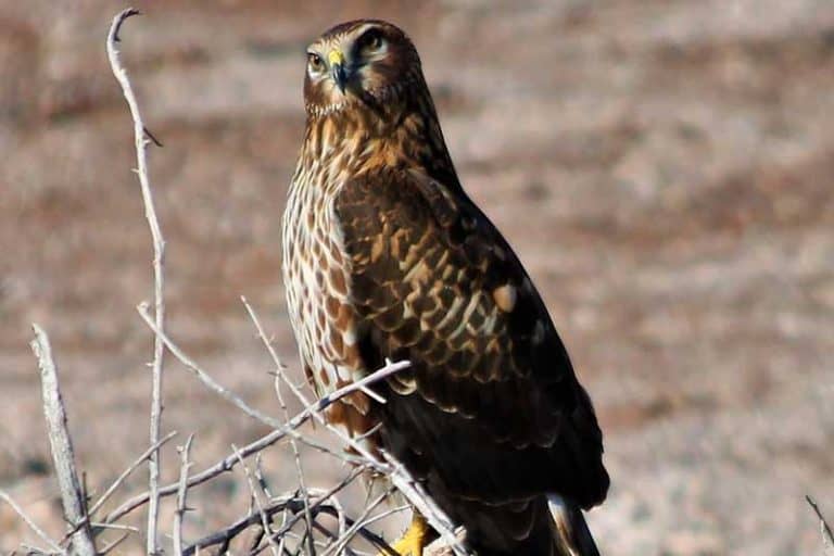 19 Types of Hawks in North America (Pictures) Wildlife Informer