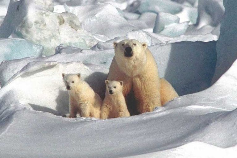 35 REAL Examples of Carnivores (With Pictures) Wildlife Informer