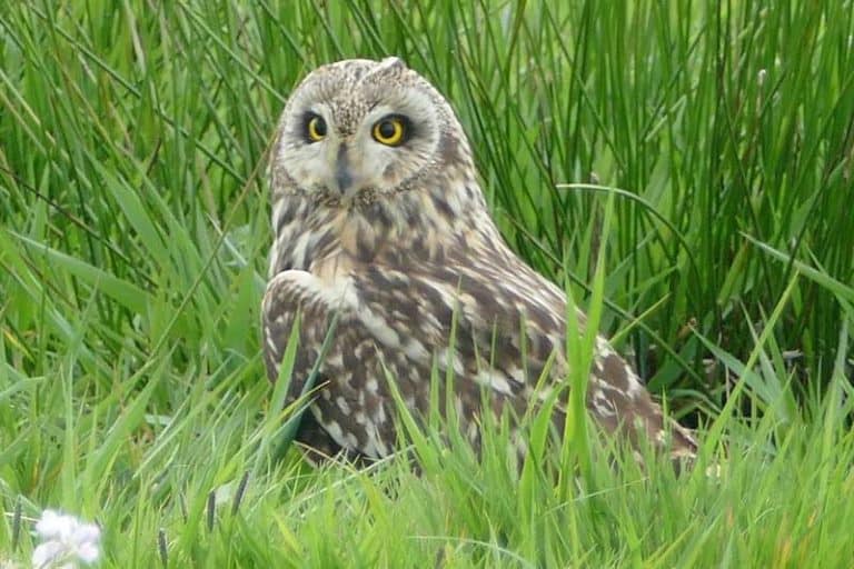 Owls in Nebraska (9 Species With Pictures) Wildlife Informer