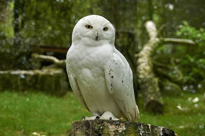 Owls in Ontario (11 Different Species) - Bird Feeder Hub