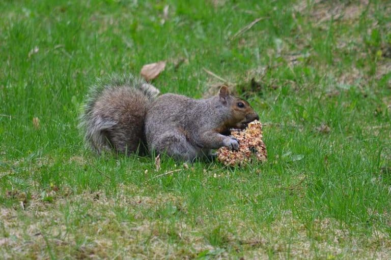 Do Coffee Grounds Keep Squirrels Away? Wildlife Informer