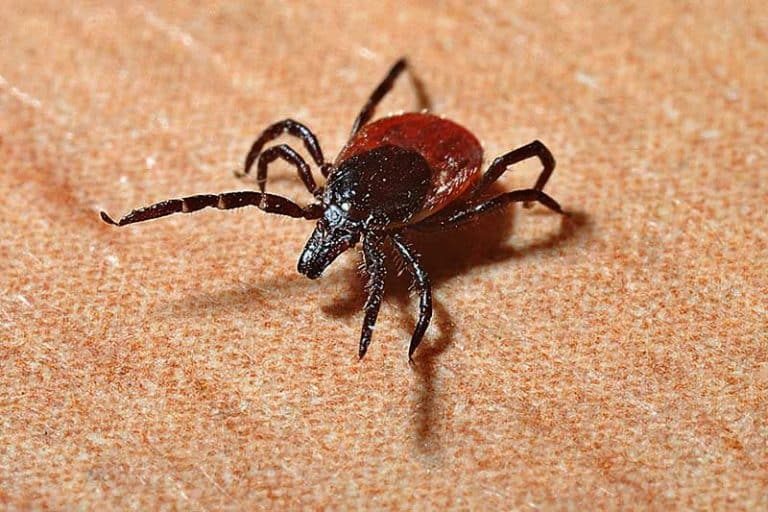 Does Peppermint Oil Repel Ticks? Wildlife Informer