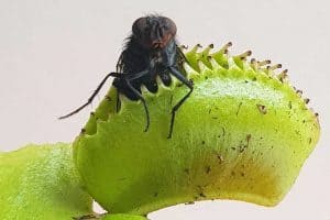 20 Examples of Insect Eating Plants (Pictures) - Wildlife Informer
