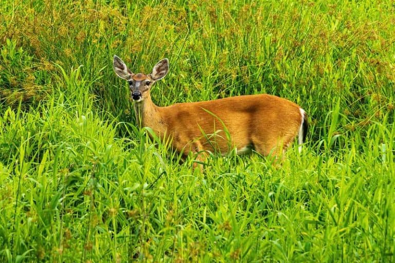 Do Ultrasonic Deer Repellers Work? Wildlife Informer