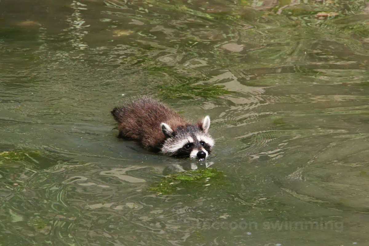 young raccoon swimming