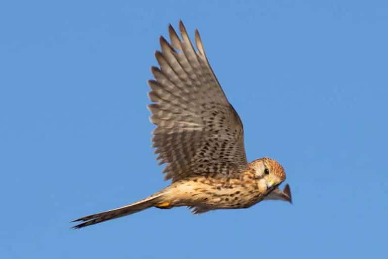 3 Species of Falcons in Mississippi (Pictures and Facts) Wildlife