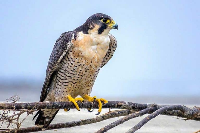 8 Types of Falcons in North America Wildlife Informer