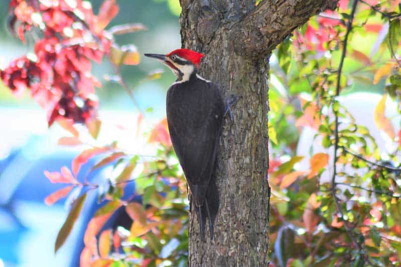 Woodpeckers in hot sale nj