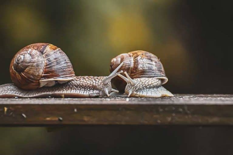 10 Animals That Hibernate in the Summer Wildlife Informer