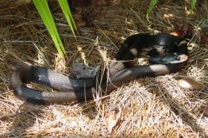 Black Snakes in Florida (11 Species With Pictures) - Wildlife Informer
