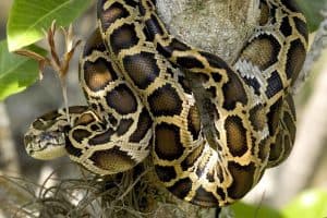 20 Interesting Facts About Burmese Pythons - Wildlife Informer