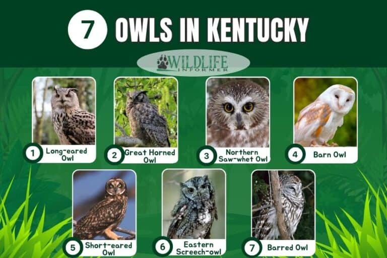 7 Species of Owls in Kentucky (With Pictures) Wildlife Informer
