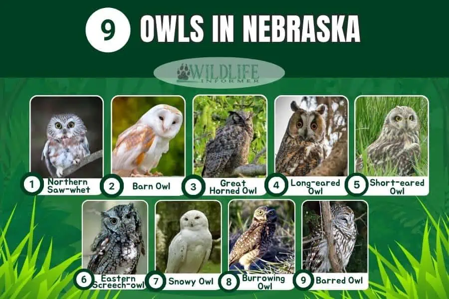 Collage photo owls in Nebraska