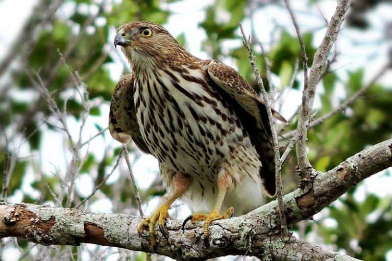 9 Hawks in Nevada (With Pictures) Wildlife Informer