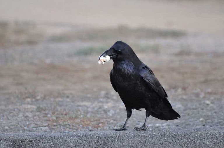 What Do Crows Eat? (Pretty Much Anything!) Wildlife Informer