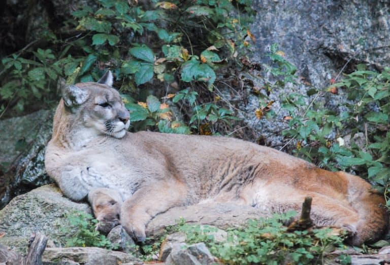 Mountain Lion Population (In Each U.S. State) Wildlife Informer
