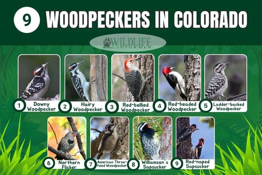 9 Woodpeckers in Colorado (With Pictures) - Wildlife Informer