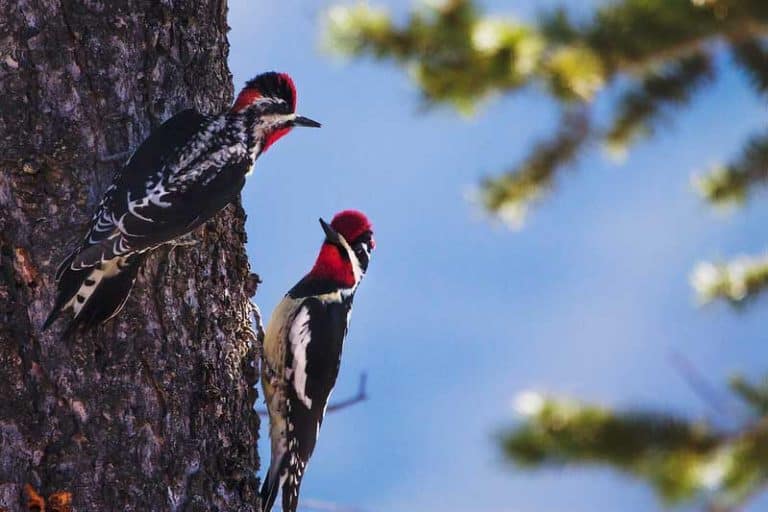 8 Types of Woodpeckers in Utah (Pictures) Wildlife Informer