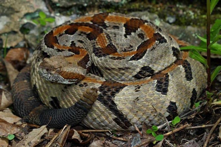 List of Venomous Snakes Found in Each U.S. State Wildlife Informer
