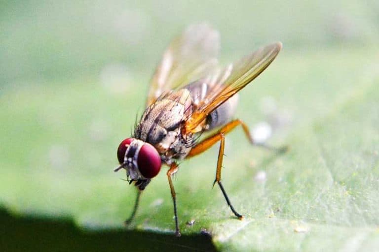 23 Commonly Asked Questions and Facts About Gnats - Wildlife Informer