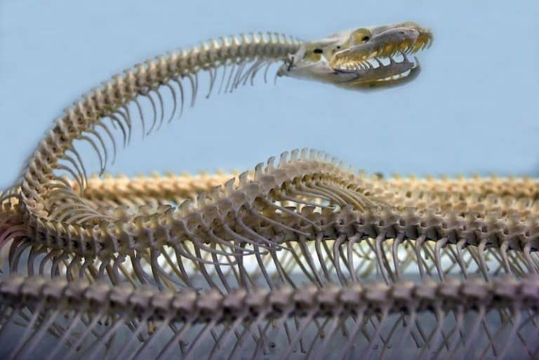 Do Snakes Have Bones? (Here's What You Should Know) Wildlife Informer