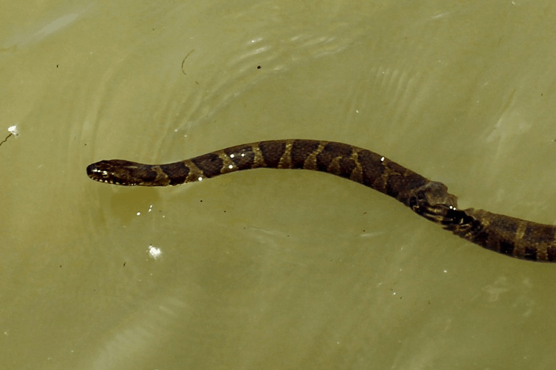 Water Snakes In North Carolina 13 Species With Pictures Wildlife Informer