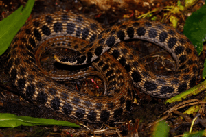 Water Snakes in Ohio (7 Species With Pictures) - Wildlife Informer