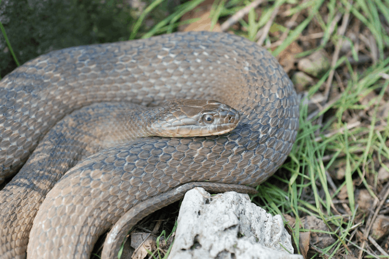 Water Snakes in Ohio (7 Species With Pictures) - Wildlife Informer
