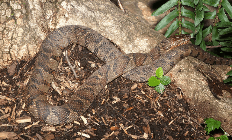 Backyard Snake Dangers: Know These Snakes That Look Like Copperheads - 9n9foth