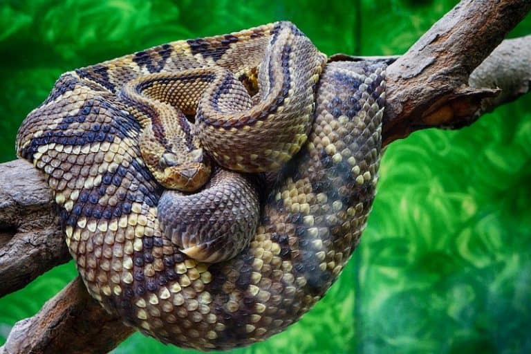 Do Snakes Have Bones? (Here's What You Should Know) Wildlife Informer