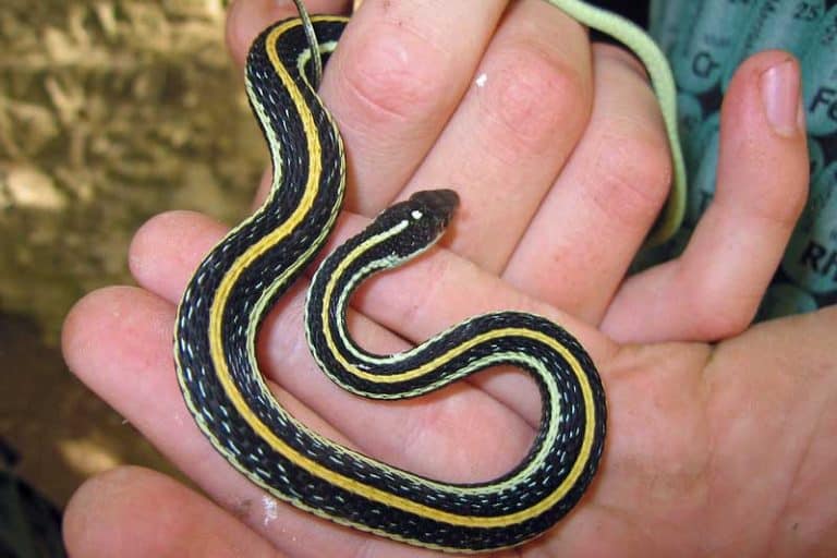 Water Snakes in Tennessee (9 Species With Pictures) Wildlife Informer