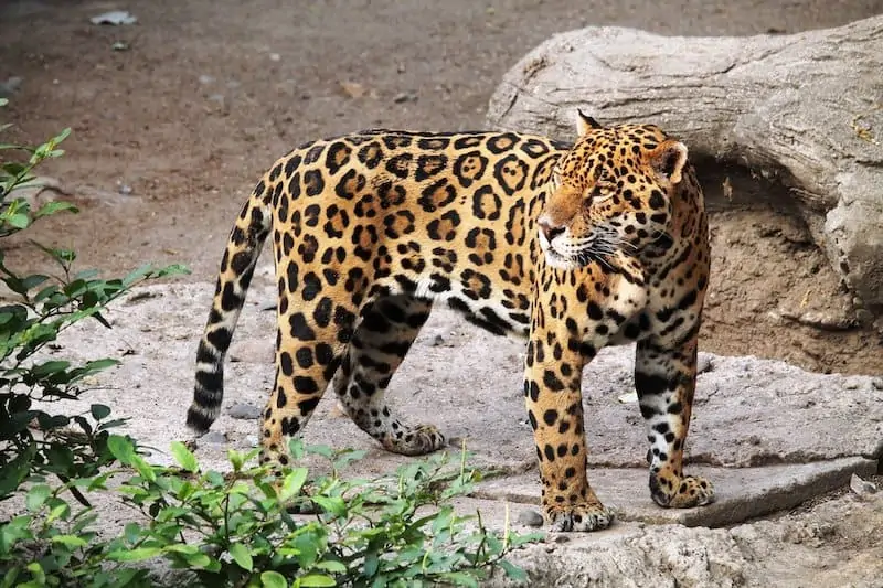 12 Dieren Die In Tropische Regenwouden Leven met Foto s Wildlife 12 Dieren Die In Tropische Regenwouden Leven met Foto s Wildlife
