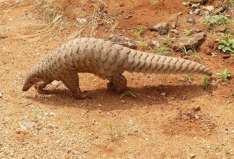 12 Dieren Die In Tropische Regenwouden Leven met Foto s Wildlife 12 Dieren Die In Tropische Regenwouden Leven met Foto s Wildlife