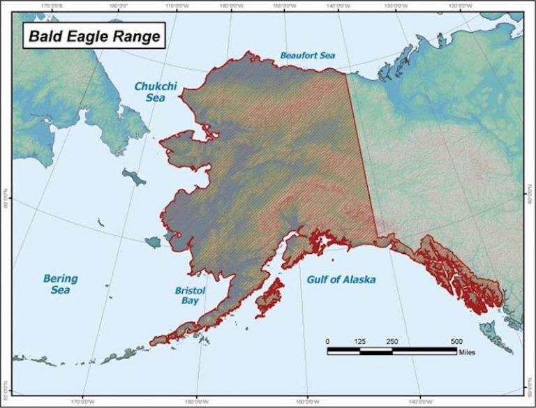 Bald Eagle Population Estimates (For 49 U.S. States) Wildlife Informer