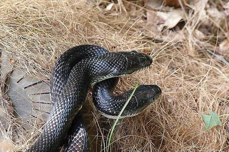 Backyard Snake Dangers: Know These Snakes That Look Like Copperheads - xzdx13q