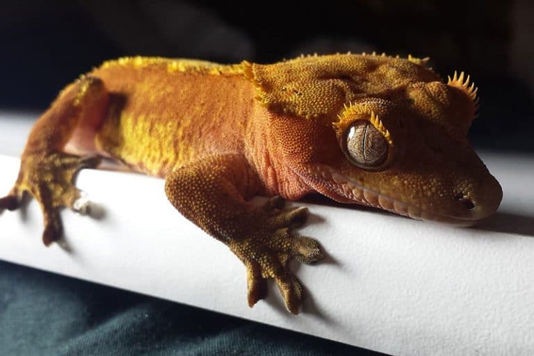 20-facts-about-crested-geckos-wildlife-informer