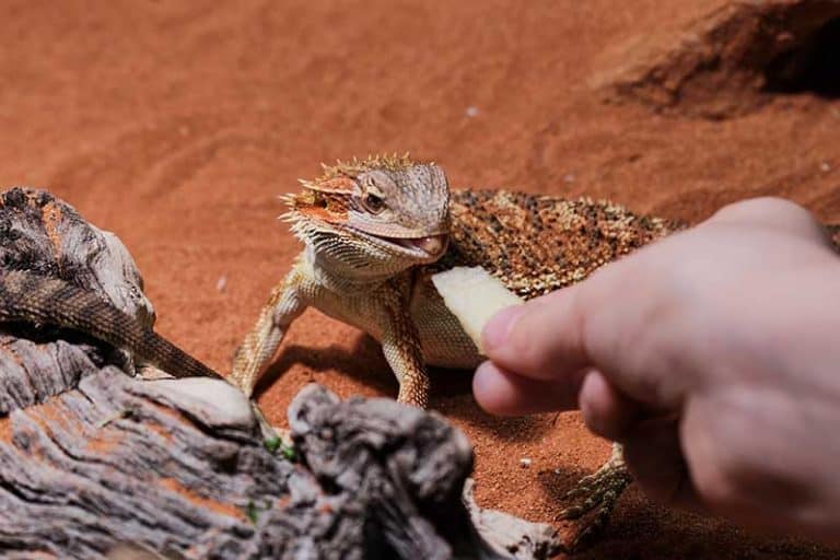 How to Get Your Bearded Dragon to Like You (8 Helpful Tips) Wildlife