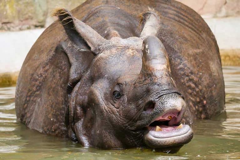 Animals With One Horn (8 Examples) Wildlife Informer