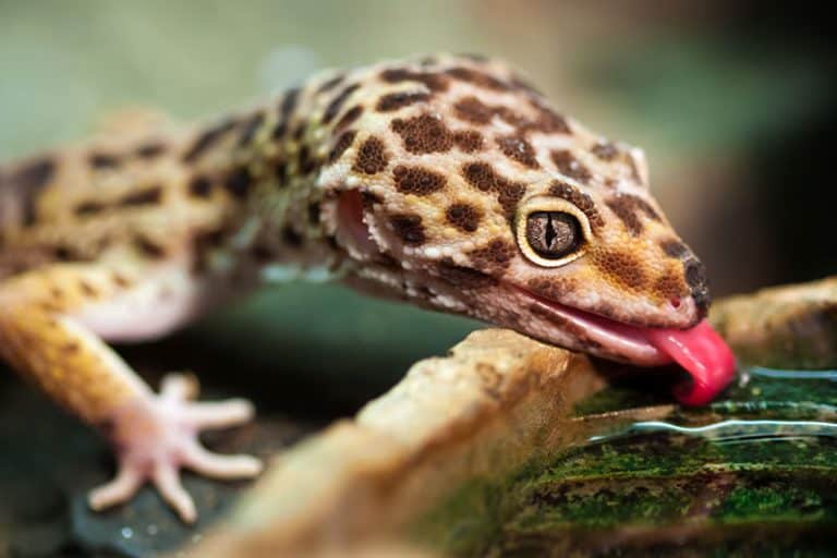 34 Interesting Facts About Leopard Geckos Wildlife Informer