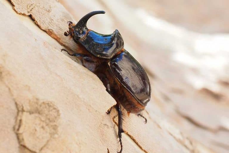 Animals With One Horn (8 Examples) Wildlife Informer