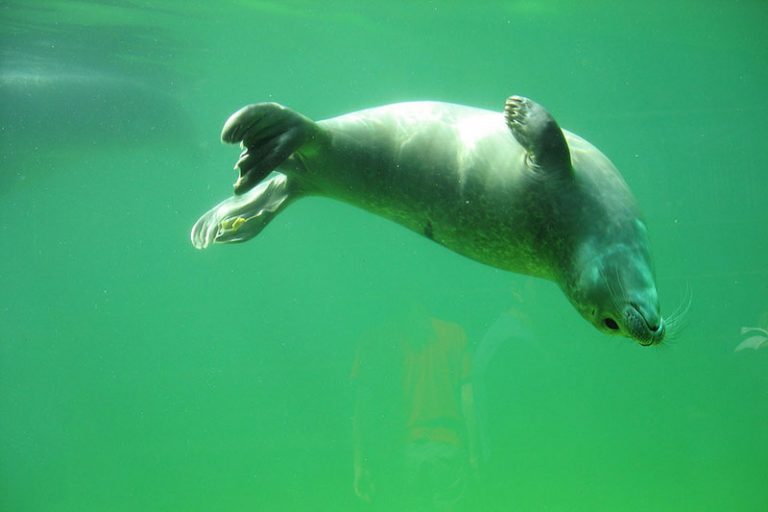 How Long Can Seals Hold Their Breath? Wildlife Informer