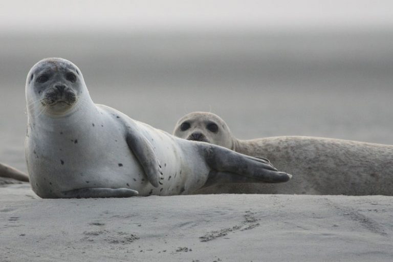 How Long Can Seals Hold Their Breath? Wildlife Informer