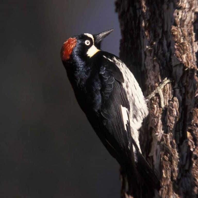 Woodpeckers in Oregon (Here Are 13 Species) - Wildlife Informer
