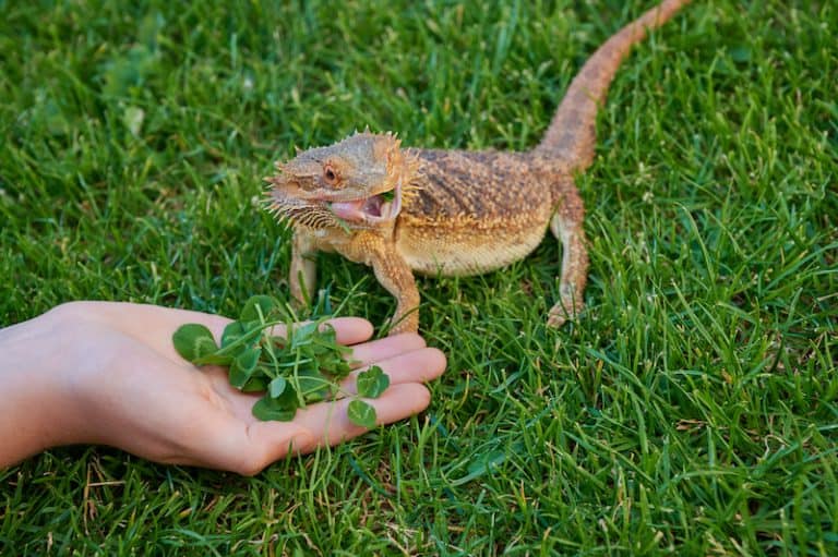 What Not to Feed Bearded Dragons (21 Things) Wildlife Informer