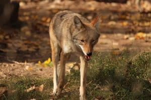 12 Interesting and Unique Coyote Adaptations - Wildlife Informer