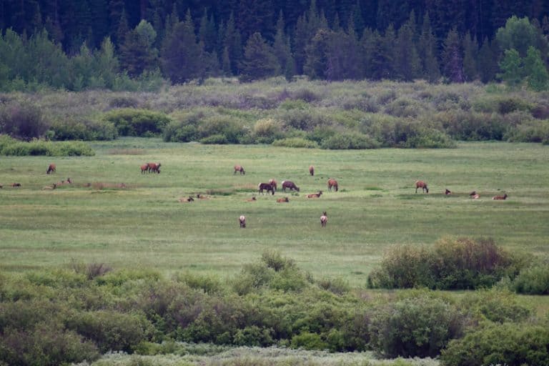 Elk Population By State (Estimates and Info) Wildlife Informer