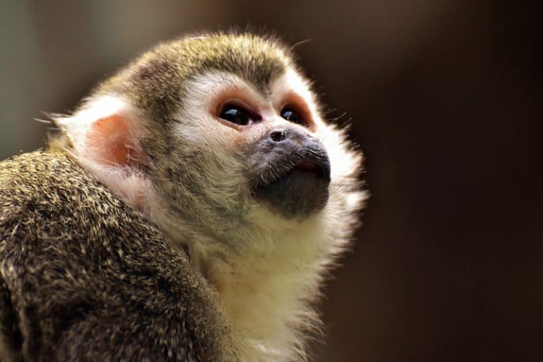 Small Monkey Breeds (8 Types With Pictures) Wildlife Informer