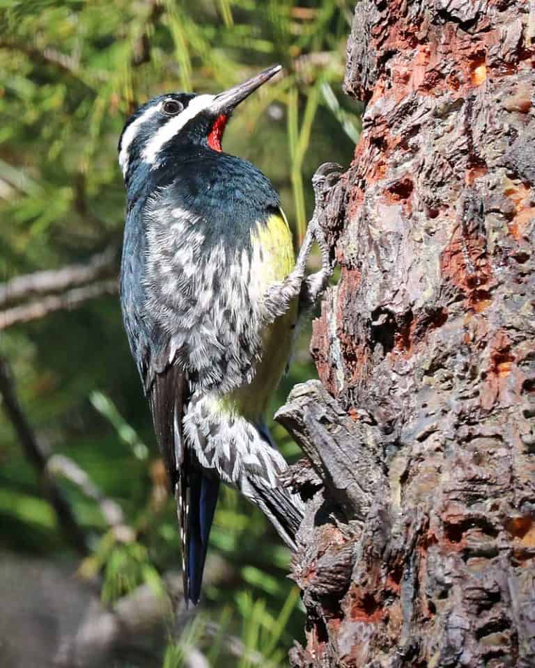 Woodpeckers in Oregon (Here Are 13 Species) Wildlife Informer