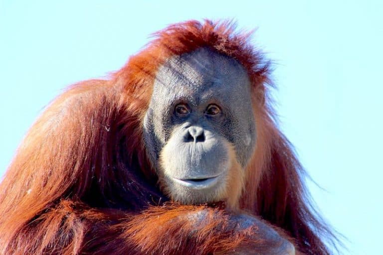 15 Examples of Viviparous Animals (With Pictures) Wildlife Informer