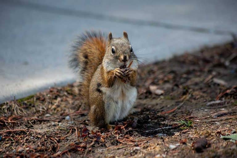 15 Unique Characteristics of Squirrels Wildlife Informer